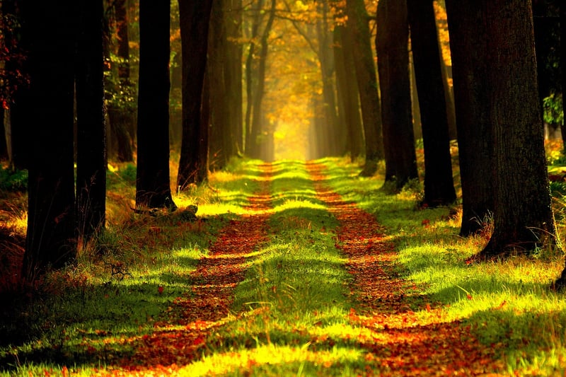 Woodland Path